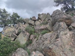 Flora del Cerro Masatrigo